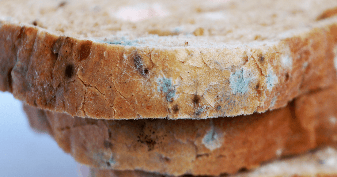 Mould on Food Causes, Dangers, and Prevention healthcare nt sickcare