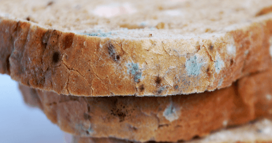 Mould on Food Causes, Dangers, and Prevention healthcare nt sickcare