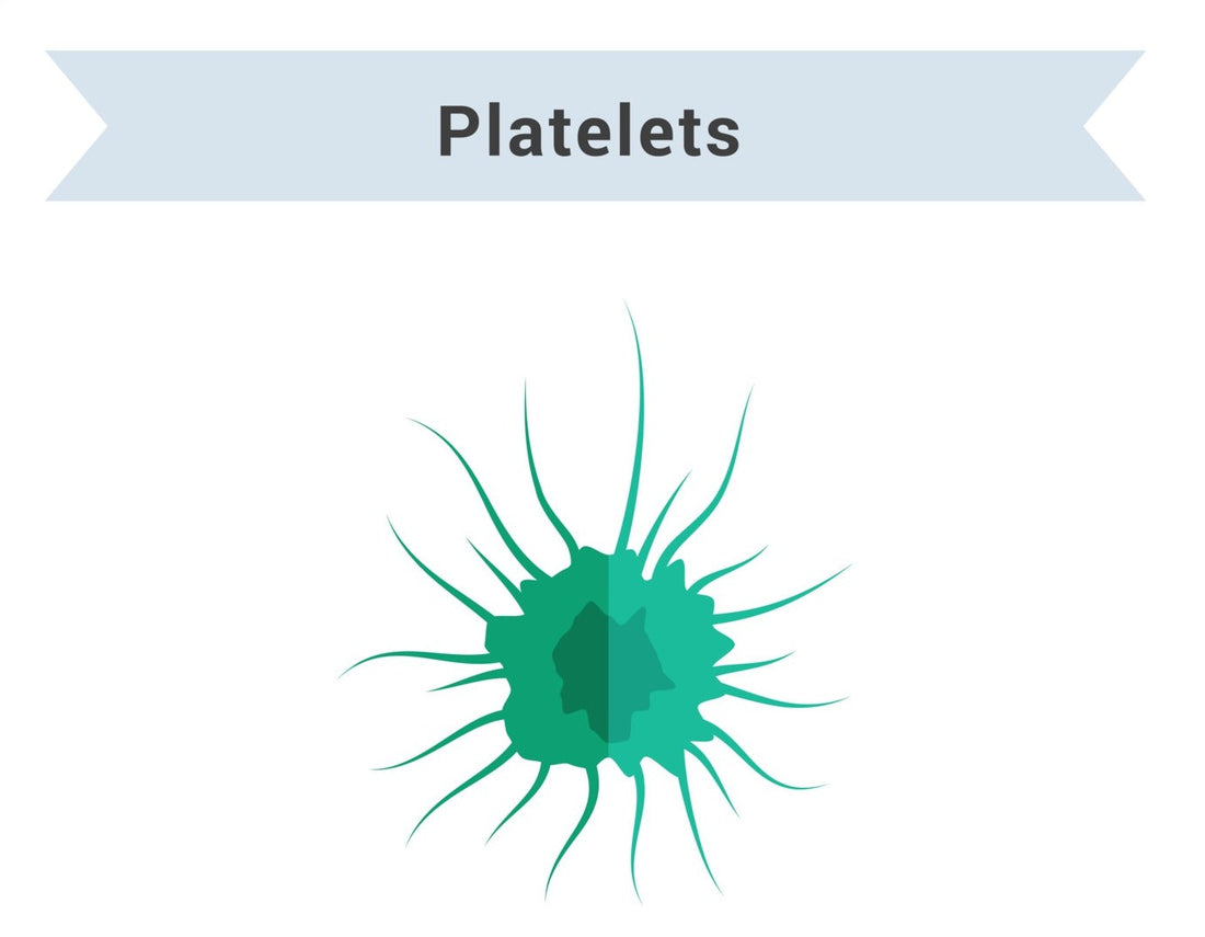 Platelet Count | Importance, Conditions, Lab Test and Tips to Improve the Count healthcare nt sickcare