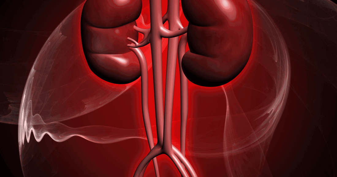 How to Assess Kidney Health? - healthcare nt sickcare