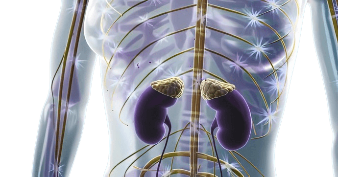 Adrenal Function Tests - healthcare nt sickcare