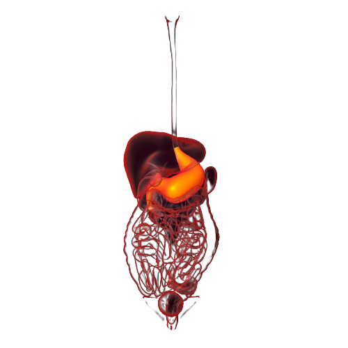 Anti-Mitochondrial Antibody Test (AMA) - healthcare nt sickcare