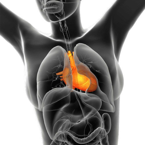 Apolipoprotein B Test (ApoB) - healthcare nt sickcare