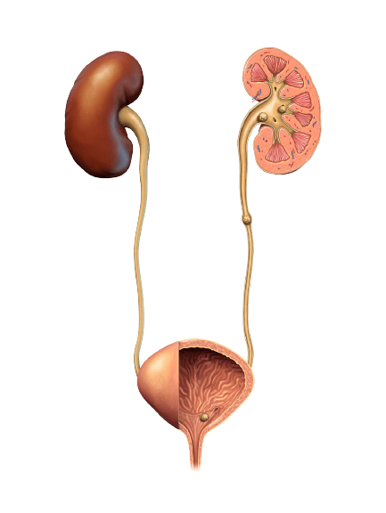 Creatinine Clearance Test (Urine and Blood) - healthcare nt sickcare