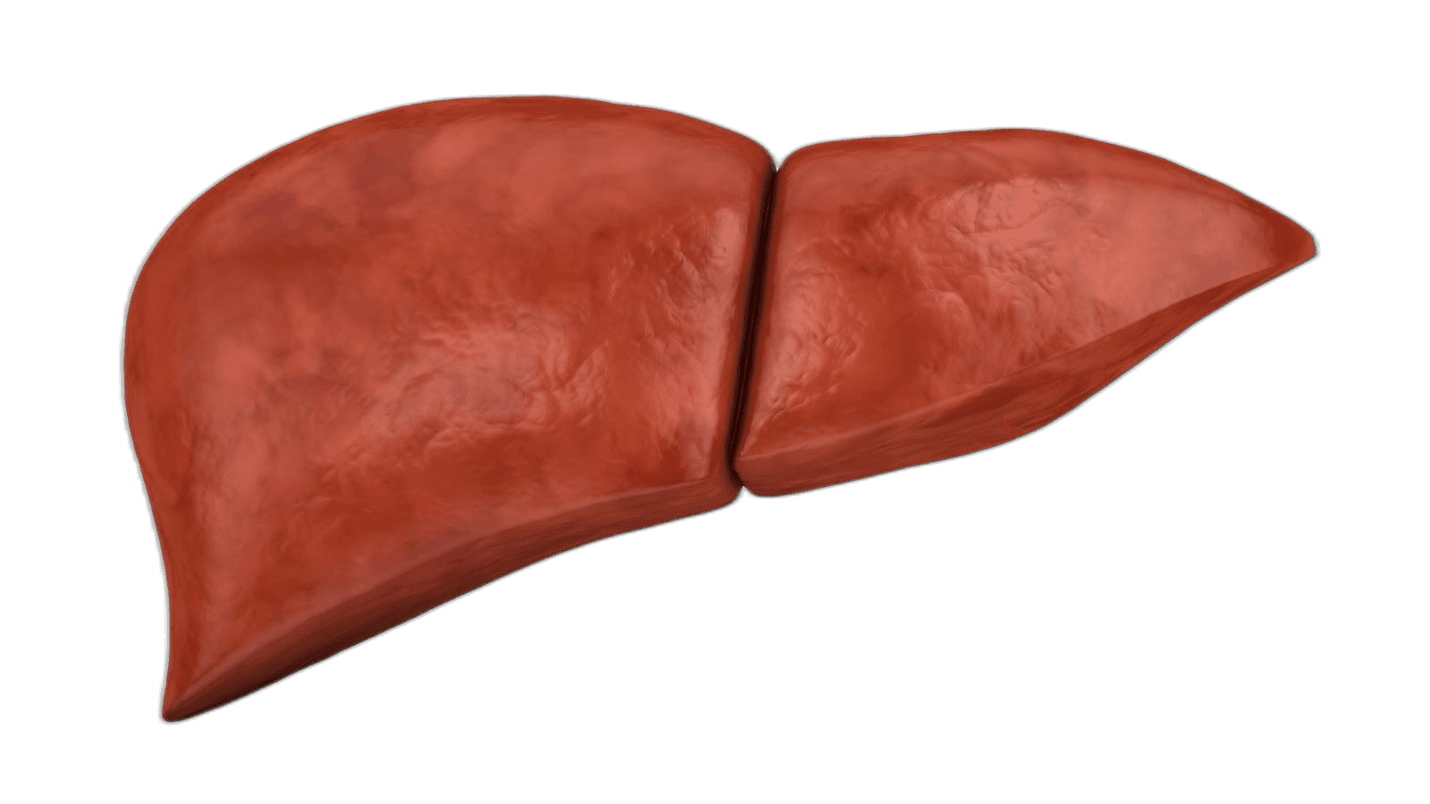 Liver Function Tests (LFT) - healthcare nt sickcare