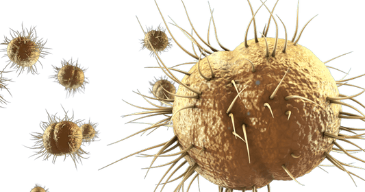 Neisseria Gonorrhoeae Test (RT-PCR) - healthcare nt sickcare